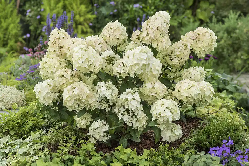Populair | Hydrangea ‘Petite® Star’