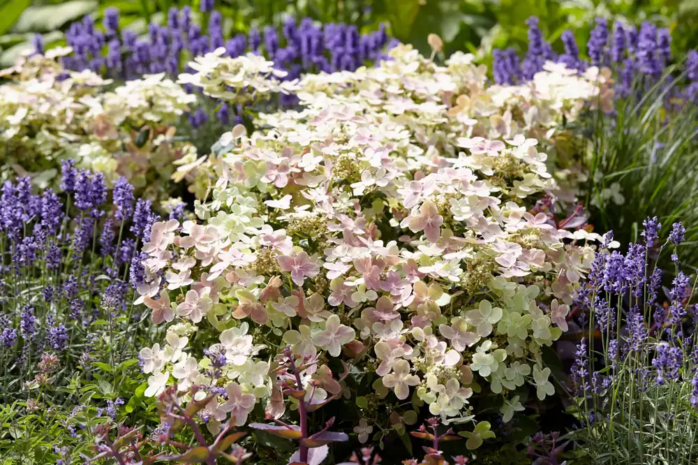 Hydrangea ‘Petite Polestar®’ - Scherp geprijsd
