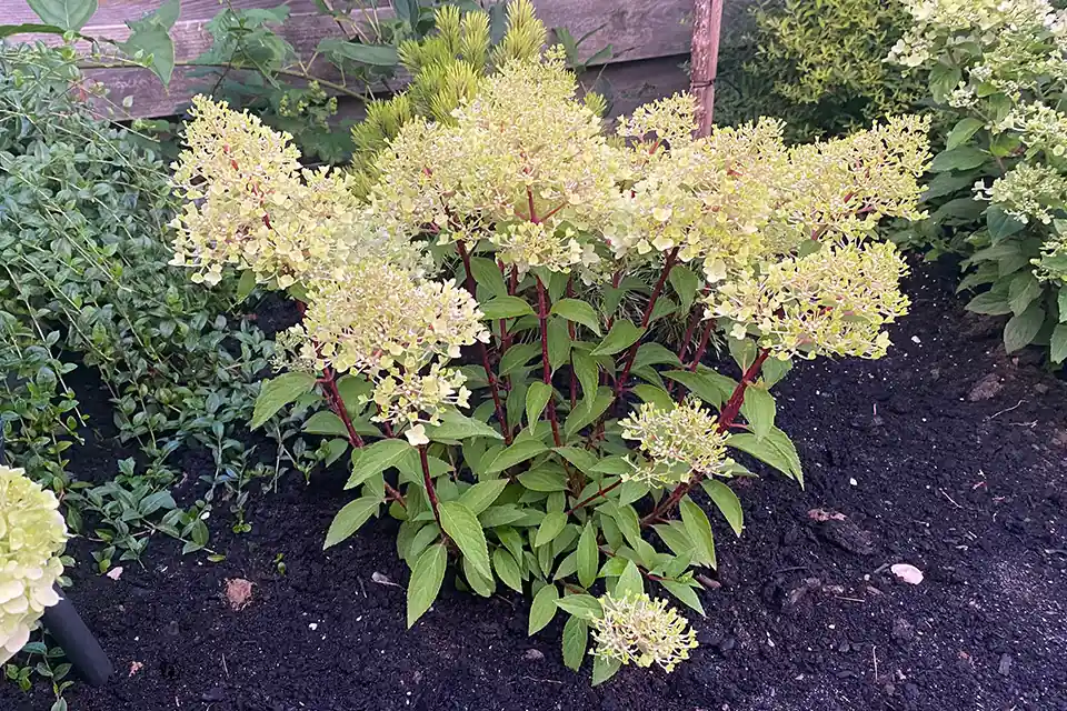 Hydrangea ‘Petite® Flori’ | Fabrieksprijs