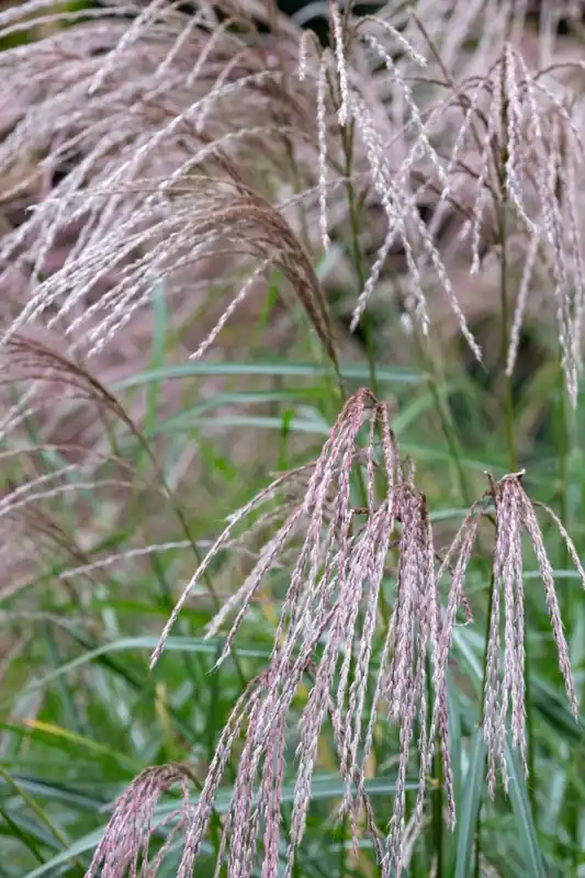 Miscanthus ‘Flamingo‘ - Professionele kwaliteit