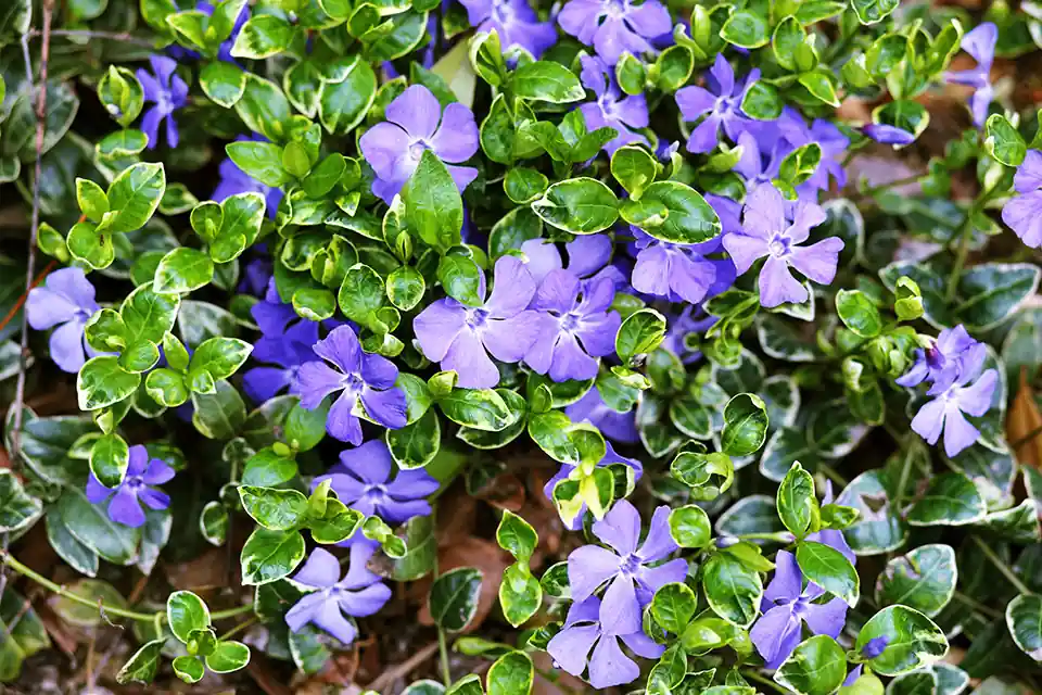 Vinca minor ‘Ralph Shugert’ | Actie