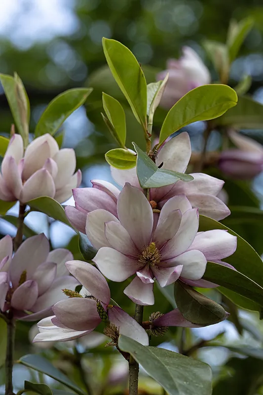 Nog enkele stuks | Magnolia ‘Fairy Blush‘