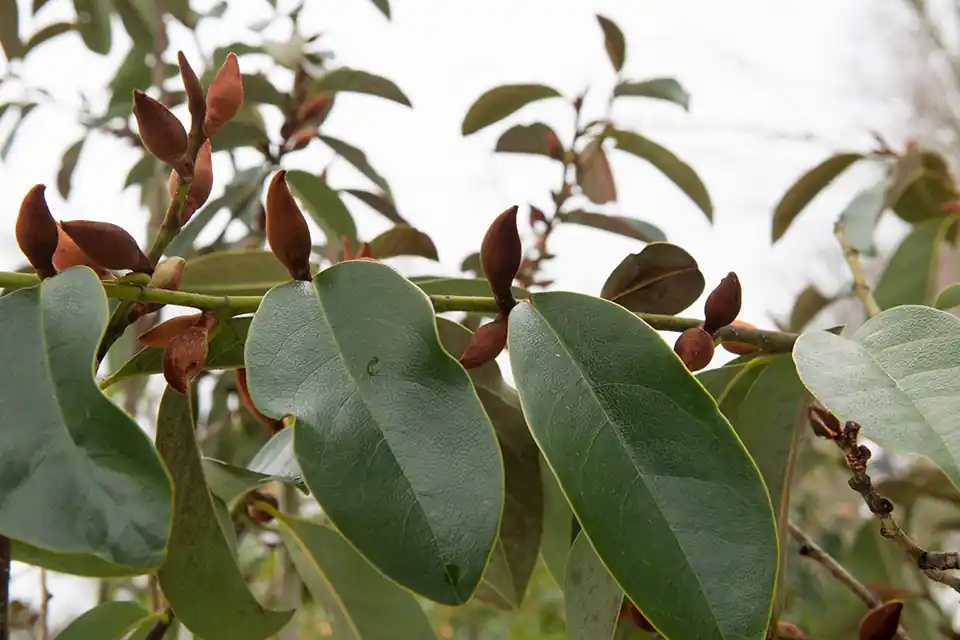 Topproduct - Magnolia ‘Fairy Cream‘