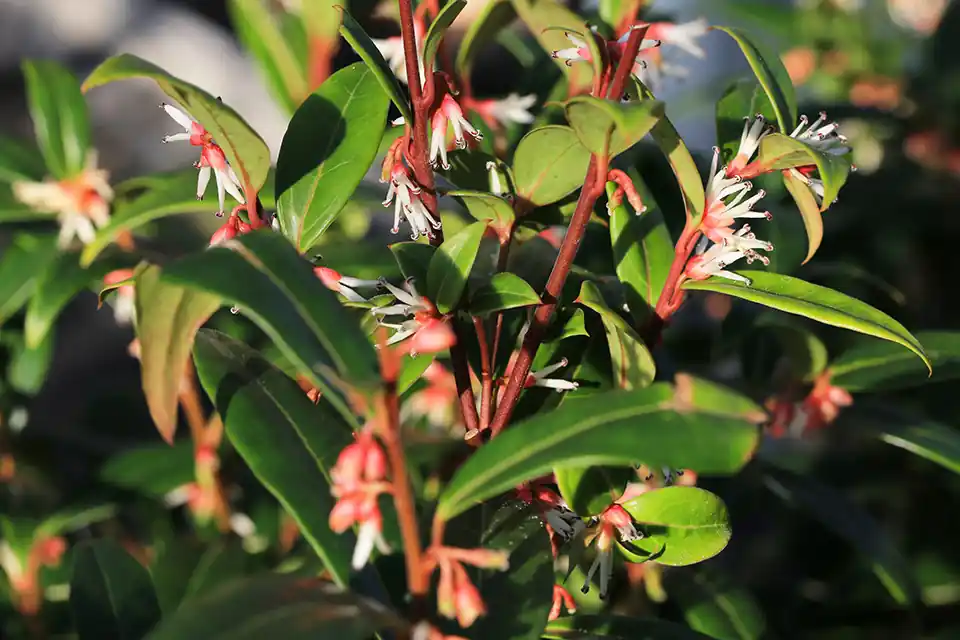 Sarcococca ‘Winter Gem‘ - Populair bij klanten