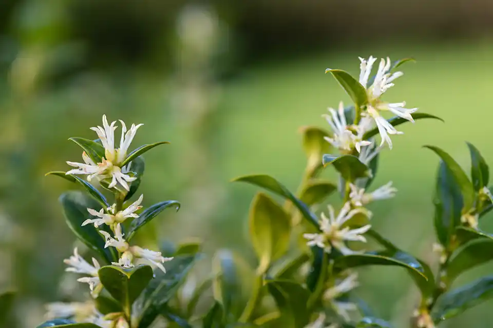 Sarcococca ‘Confusa’ | Uitverkoop
