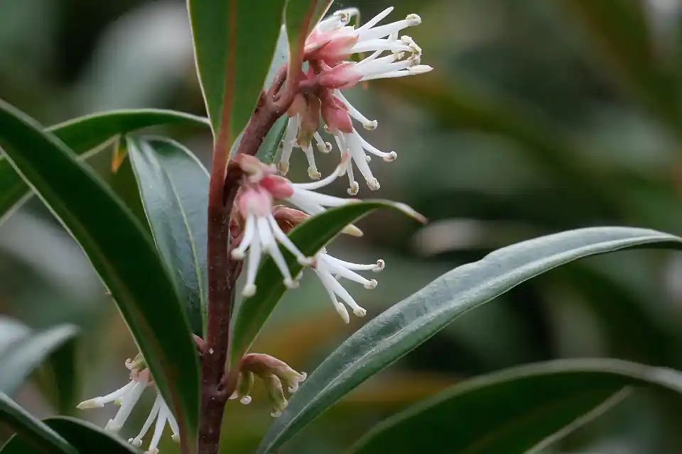 Bestel nu - Sarcococca ‘Purple Stem’