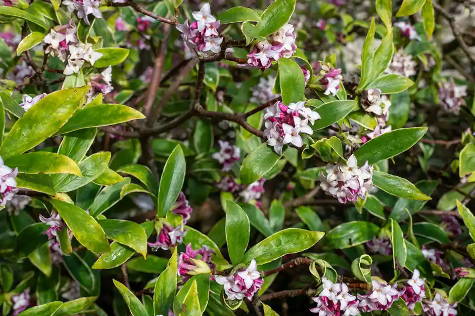 Veel gekozen | Daphne ‘Perfume Princess’