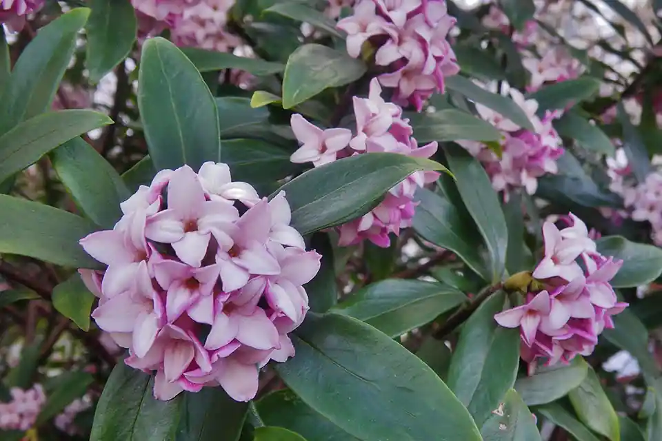 Extra korting | Daphne ‘Pink Fragrance’