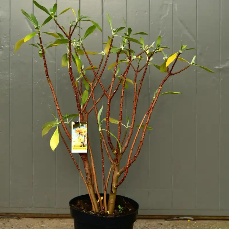 Edgeworthia ‘Grandiflora’ | Nu kopen
