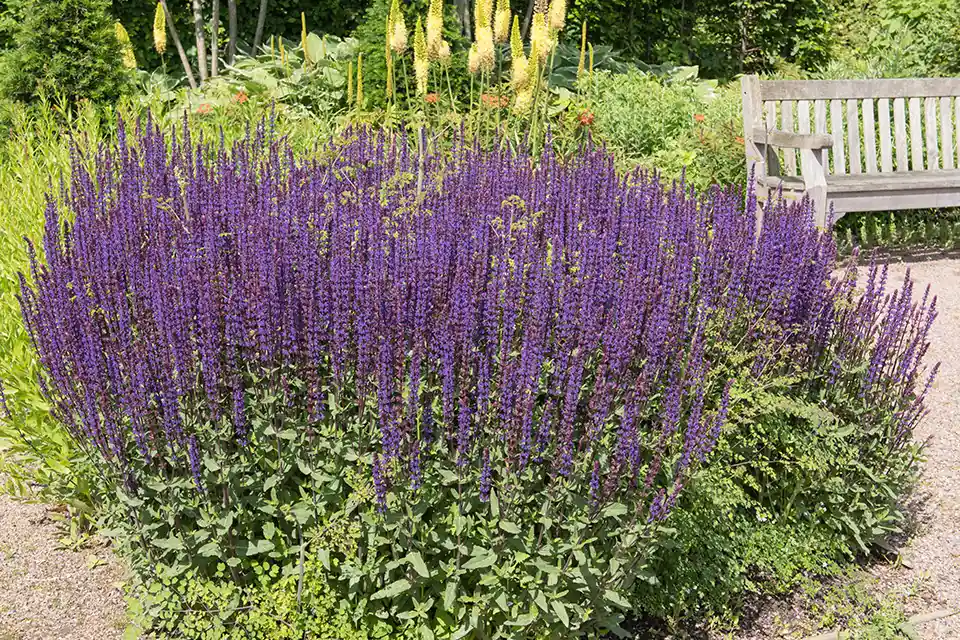 Salvia Caradonna | Zojuist toegevoegd