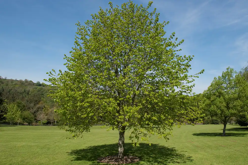 Erg populair | Tilia Cordata