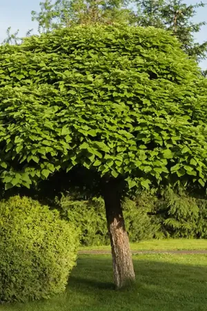 Aanrader - Catalpa Bignonioides