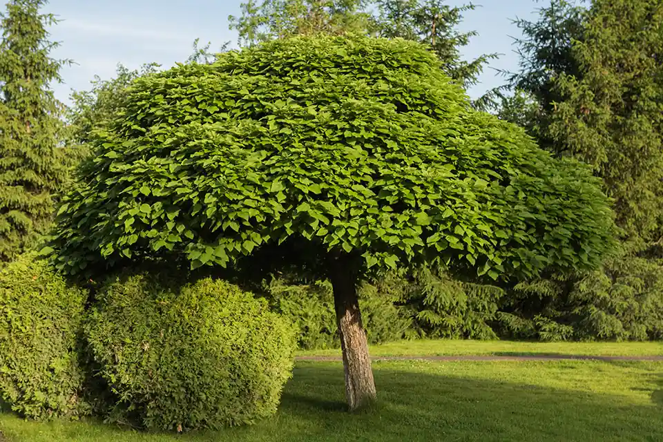Aanrader - Catalpa Bignonioides