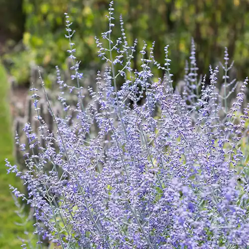 Beste prijs - Perovskia Blue Spire