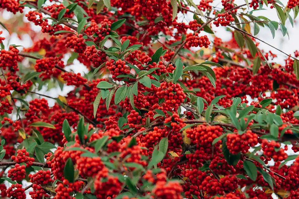 Trending - Pyracantha ‘Rosso’