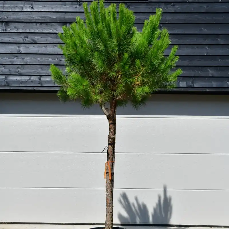 Professionele kwaliteit | Pinus pinea