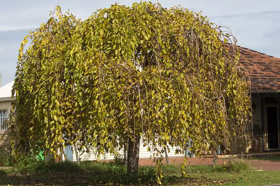 Morus alba Pendula - Aanbieding