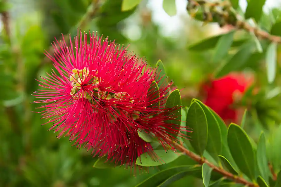 Premium - Callistemon ‘Rigidus‘