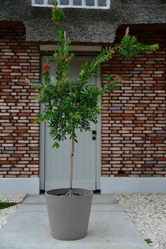 Extra voordeel | Callistemon citrinus ‘Splendens’ halfstam