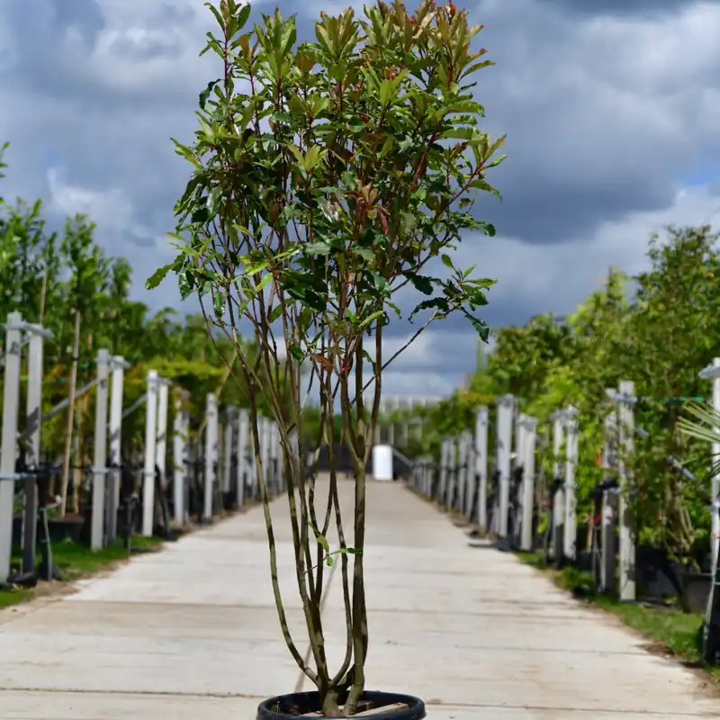 Nieuw in het assortiment - Photinia ‘Crunchy’ meerstammig