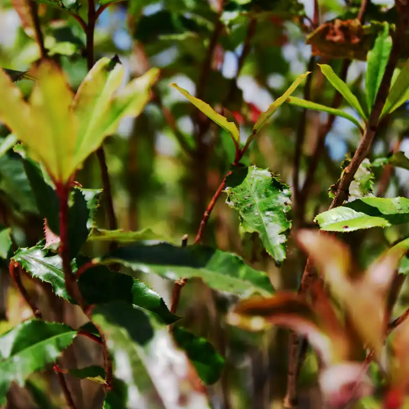Photinia ‘Crunchy’ hoogstam - Klantfavoriet