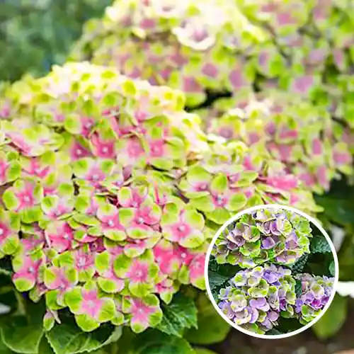 Hydrangea Magical Jewel Blauw | Opruiming