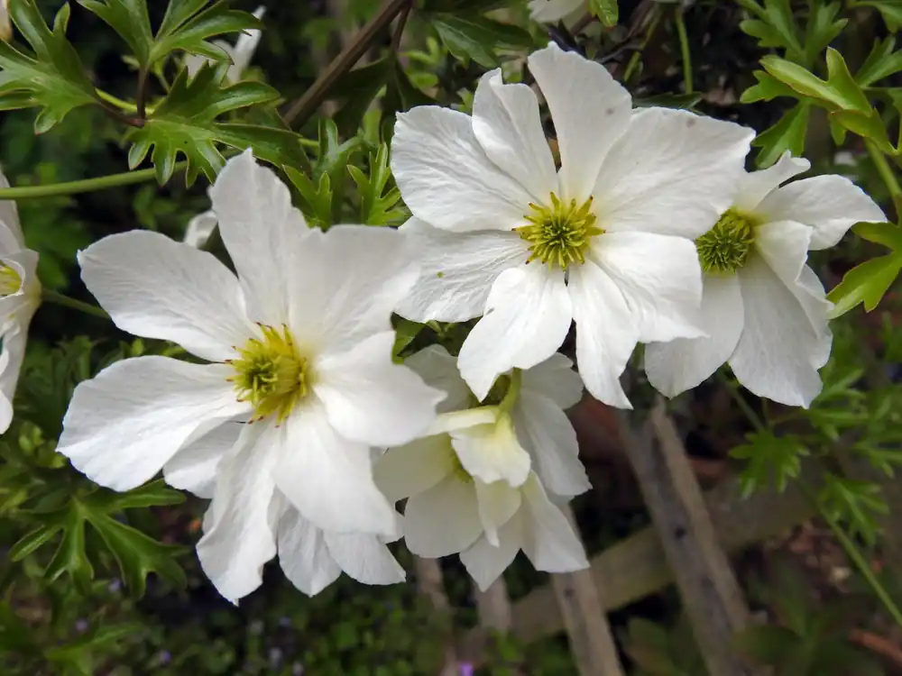 Superprijs | Clematis ‘Early Sensation’ 50-60 cm