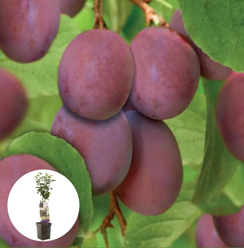 Pruim Opal Patiofruit - Direct bestellen