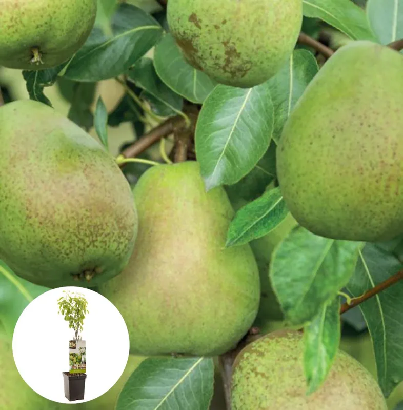 Nieuw in het assortiment - Doyenne du Comice Patiofruit