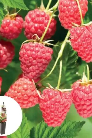 Zomerframboos ‘Malling Promise’ | Speciale aanbieding