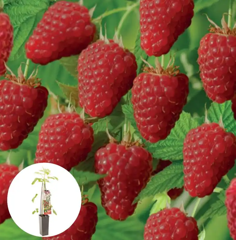 Eenvoudig retourneren | Zomerframboos ‘Tulameen’