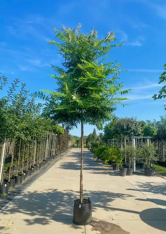Fluweelboom - Superprijs