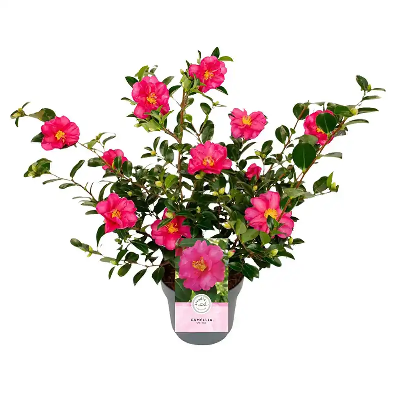Camellia sasanqua rood | Klaar voor verzending