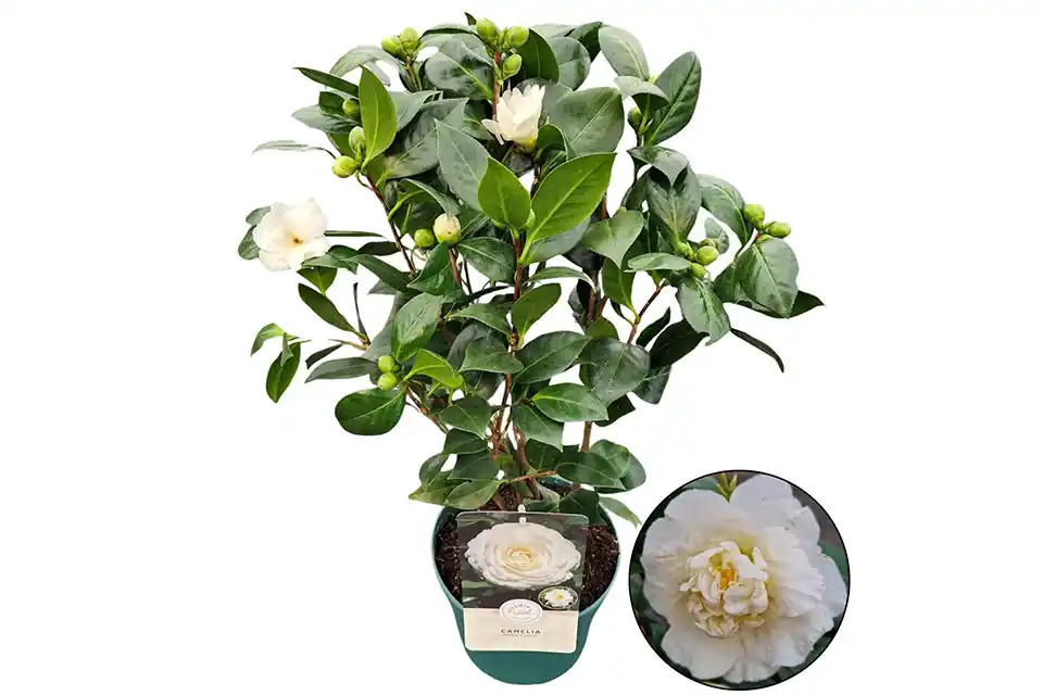 Trending | Camellia Japonica Wit
