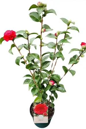 Actie - Camellia Japonica Rood