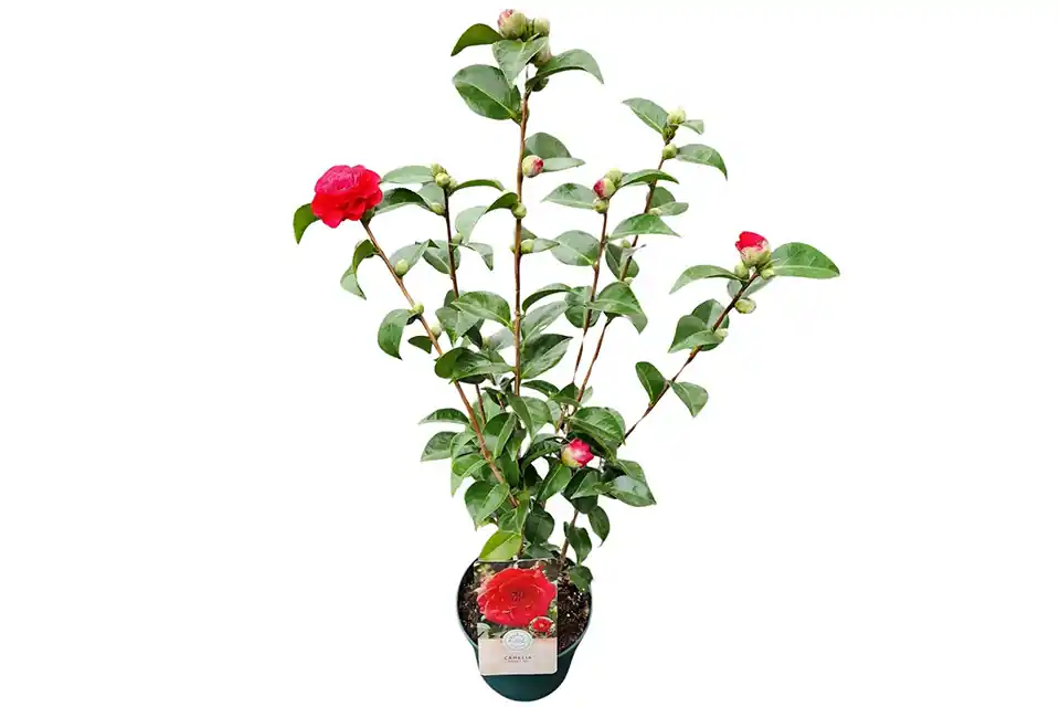 Actie - Camellia Japonica Rood