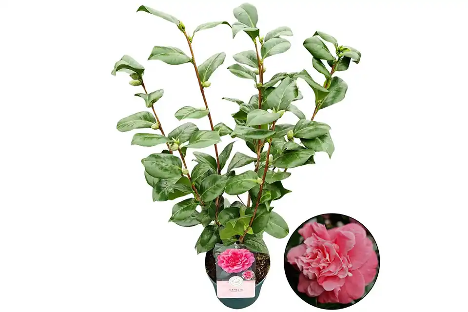 Camellia Japonica Roze - Klantfavoriet