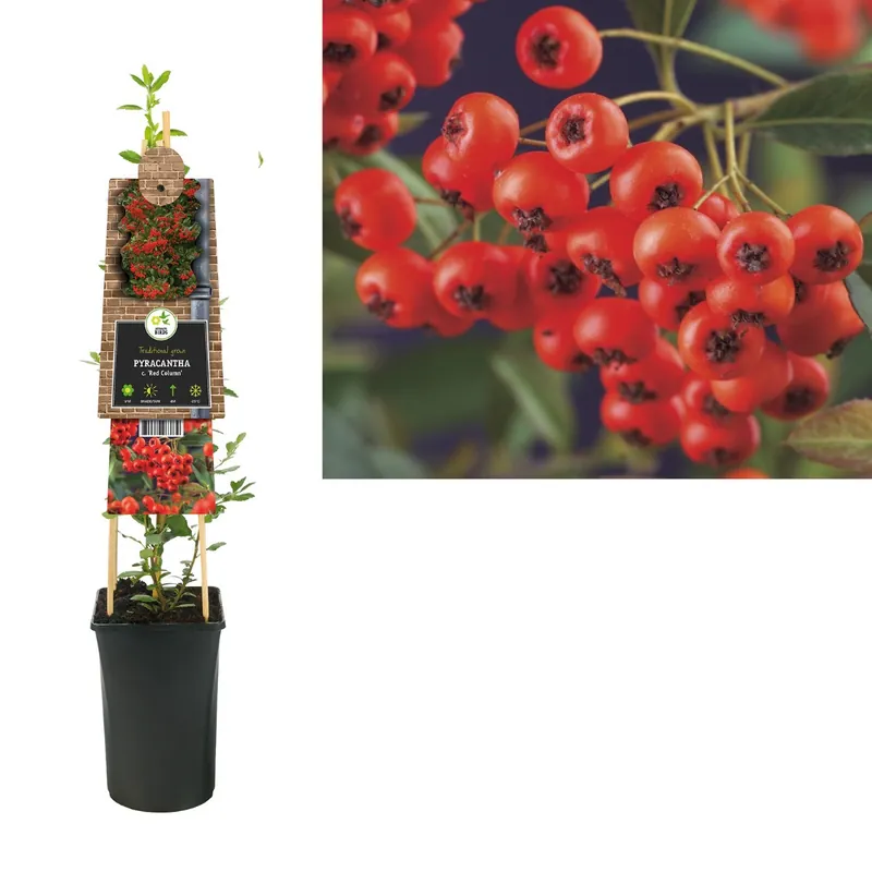 Vuurdoorn ‘Red Column’ | Voordeelprijs