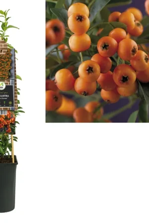 Aanbieding loopt bijna af | Vuurdoorn ‘Golden Charmer’