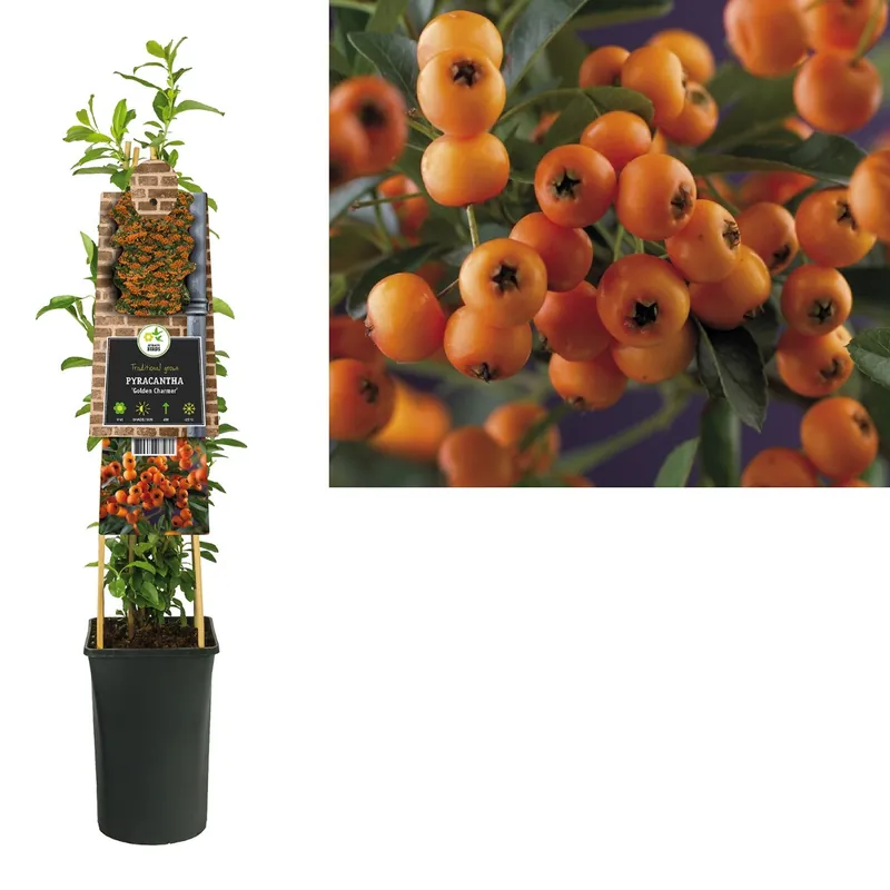 Aanbieding loopt bijna af | Vuurdoorn ‘Golden Charmer’