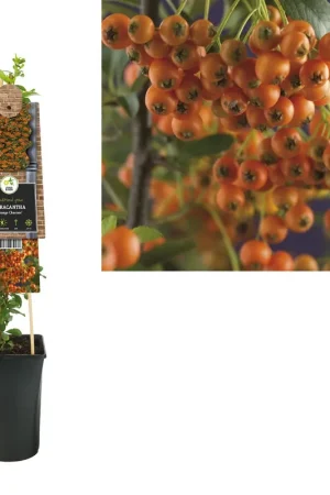Vuurdoorn ‘Orange Charmer’ - Aanrader