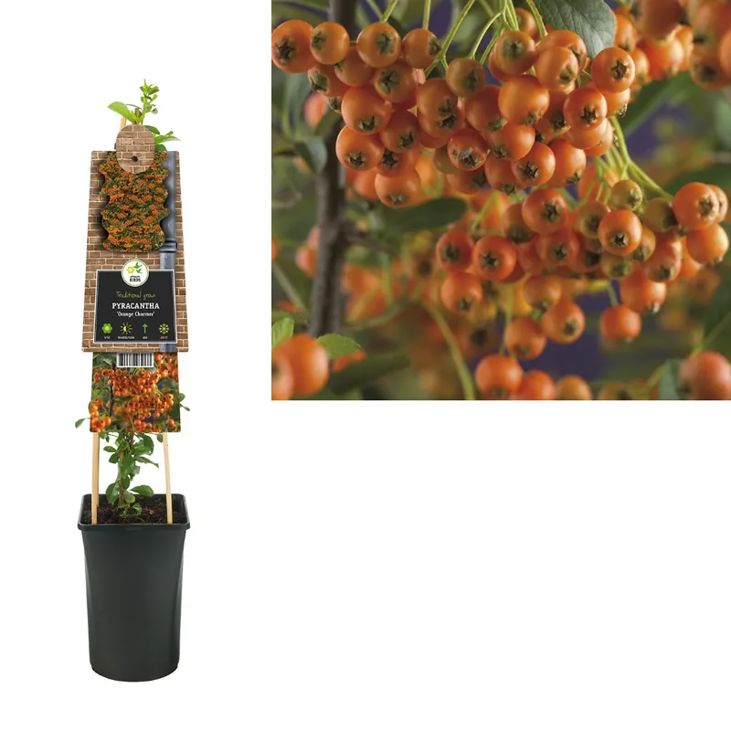 Vuurdoorn ‘Orange Charmer’ - Aanrader