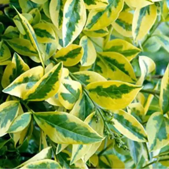 Ligustrum ovalifolium ‘Aureum‘ - Veel voordeel