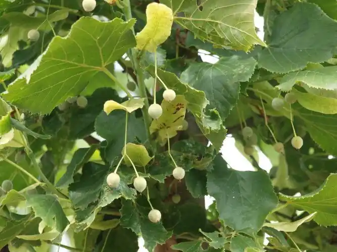 Tilia platyphyllos - Bijna uitverkocht