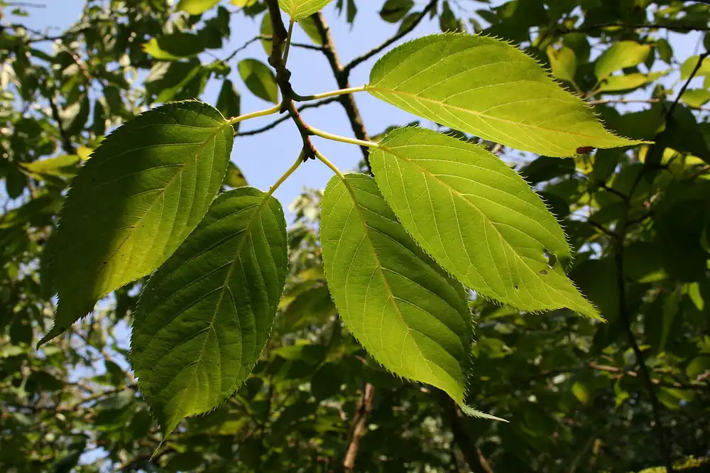 Prunus serrula Hoogstam | Topprijs
