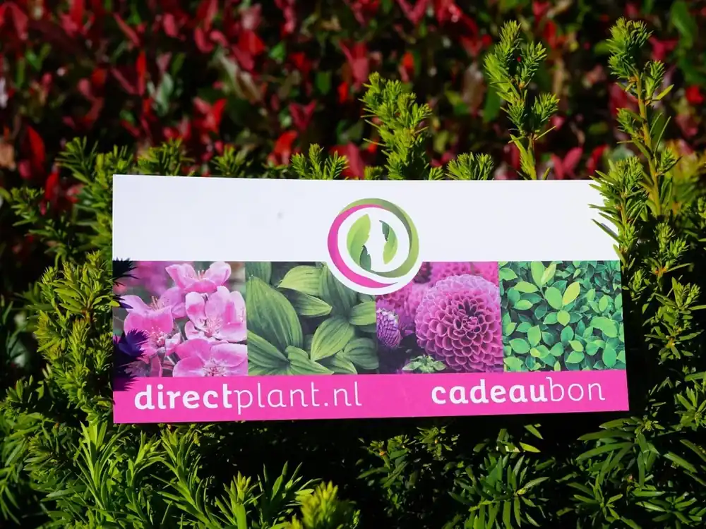 Kadobon - Ter waarde van 50 Euro - Nieuw in het assortiment