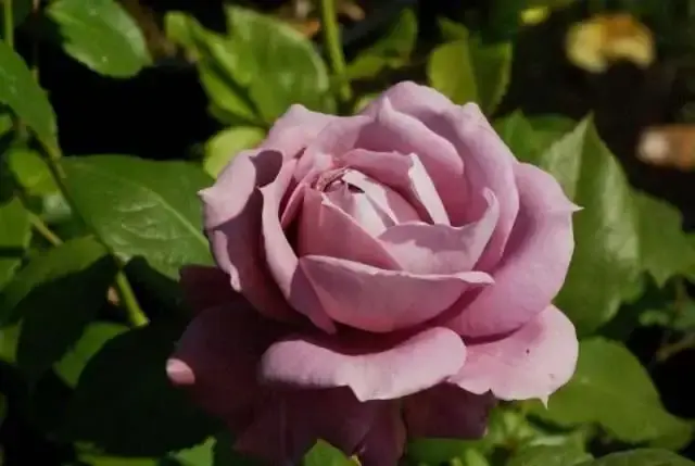 Fabrieksprijs | Trosroos (Rosa ‘Novalis‘) (BIO)