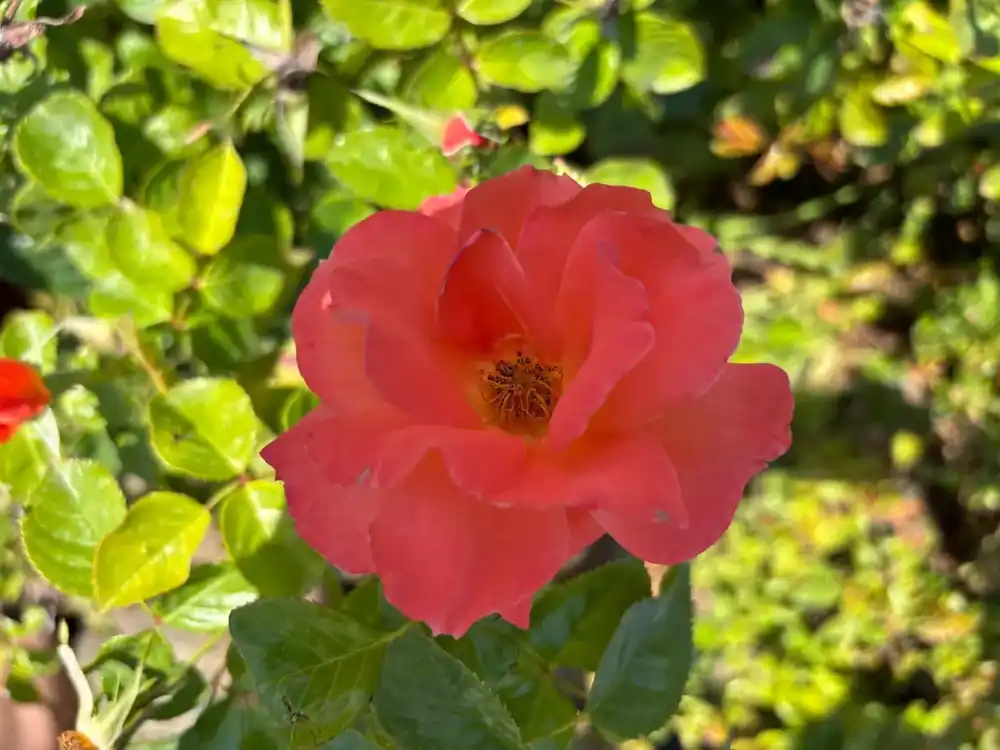 Makkelijk bestellen - Klimroos (Rosa ‘Newsflash‘) (BIO)