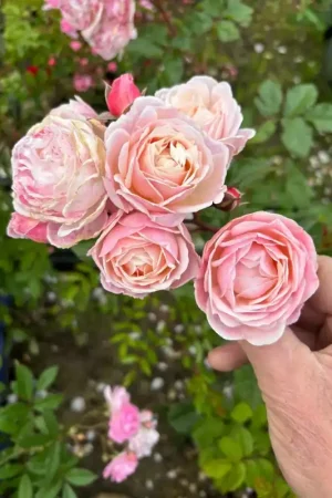Zojuist toegevoegd - Struikroos (Rosa ‘New Dreams‘) (BIO)