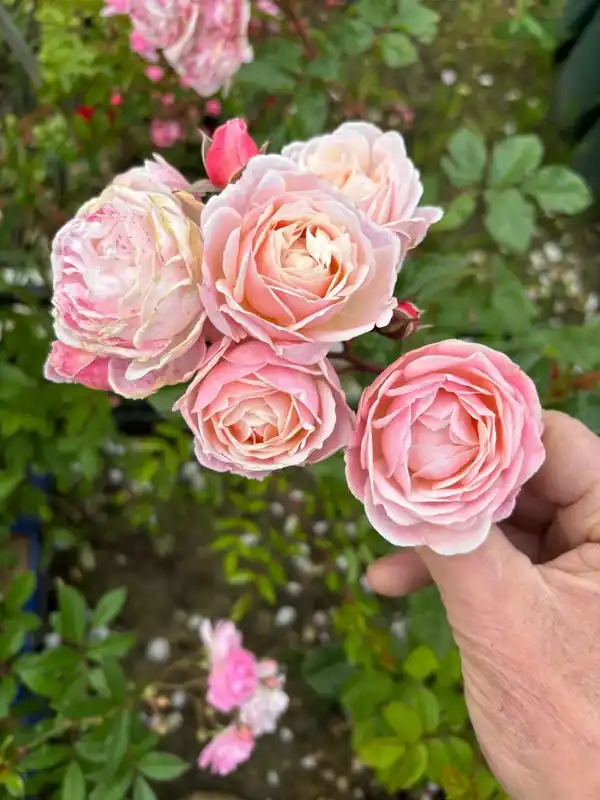 Zojuist toegevoegd - Struikroos (Rosa ‘New Dreams‘) (BIO)